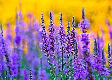 《超时空要塞：射击心眼》首部预告片分享